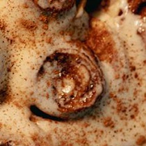Attempt twelve: an iced roll with a deep brown centre.